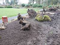 The stumpery taking shape. After the stumps and rocks were arranged topsoil was then imported to create the future beds that will host a number of shade loving plants.